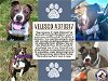 adoptable Dog in conroe, TX named VELESCO