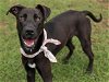 adoptable Dog in conroe, TX named CALLIOPE