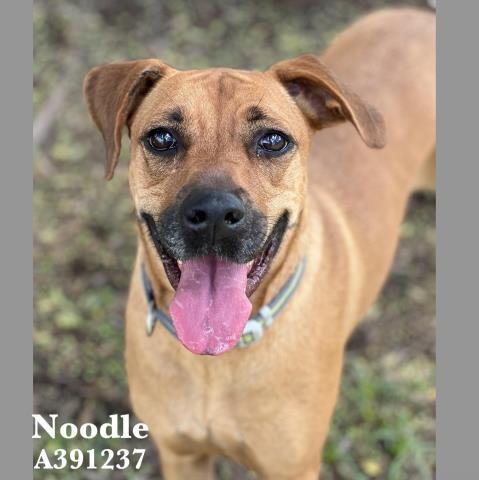 adoptable Dog in Conroe, TX named NOODLE