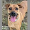 adoptable Dog in conroe, TX named NOODLE