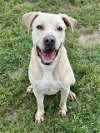 adoptable Dog in conroe, TX named RINGO