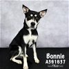adoptable Dog in conroe, TX named BONNIE