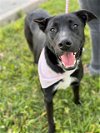 adoptable Dog in conroe, TX named COLONEL