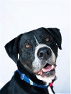 adoptable Dog in conroe, TX named RILLO