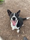 adoptable Dog in conroe, TX named WILSON