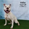 adoptable Dog in conroe, TX named ODIN