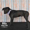 adoptable Dog in conroe, TX named BILLY