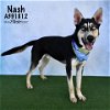 adoptable Dog in conroe, TX named NASH