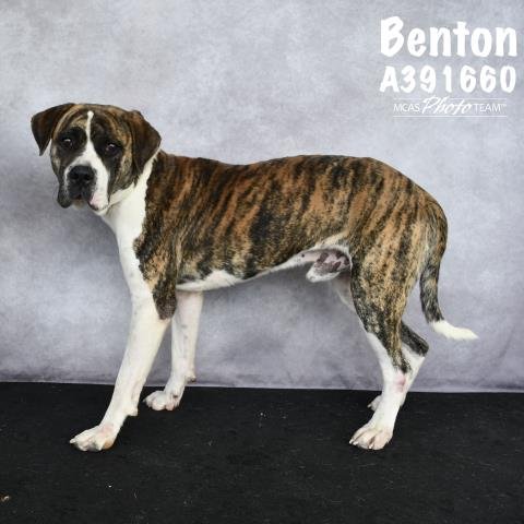 adoptable Dog in Conroe, TX named BENTON