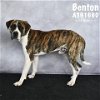 adoptable Dog in conroe, TX named BENTON