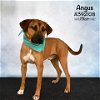 adoptable Dog in conroe, TX named ANGUS