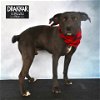 adoptable Dog in conroe, TX named DRAKKAR