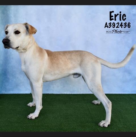 adoptable Dog in Conroe, TX named ERIC