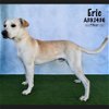 adoptable Dog in conroe, TX named ERIC