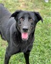 adoptable Dog in conroe, TX named ARTHUR