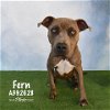 adoptable Dog in conroe, TX named FERN