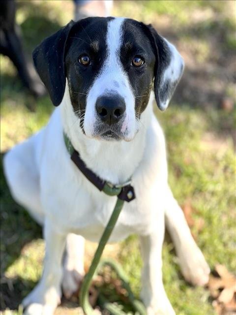 adoptable Dog in Conroe, TX named CORA