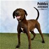 adoptable Dog in conroe, TX named PEBBLES