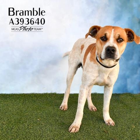 adoptable Dog in Conroe, TX named BRAMBLE