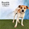 adoptable Dog in conroe, TX named BRAMBLE
