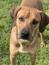 adoptable Dog in conroe, TX named BOGGET