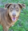 adoptable Dog in conroe, TX named ELROY