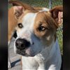 adoptable Dog in conroe, TX named NIRVANA