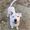 adoptable Dog in conroe, TX named BANE