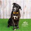 adoptable Dog in conroe, TX named ACE