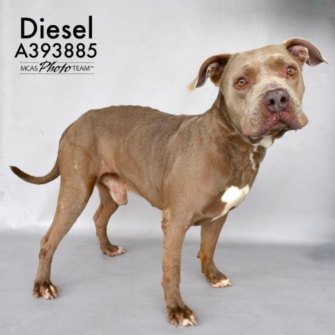 adoptable Dog in Conroe, TX named DIESEL