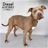 adoptable Dog in conroe, TX named DIESEL