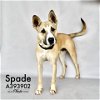 adoptable Dog in conroe, TX named SPADE