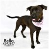 adoptable Dog in  named BELLA