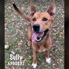 adoptable Dog in conroe, TX named SULLY