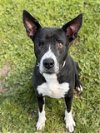 adoptable Dog in conroe, TX named PEPPER