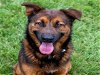 adoptable Dog in conroe, TX named NEVILLE