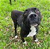 adoptable Dog in conroe, TX named NORA