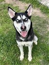 adoptable Dog in conroe, TX named WISHBONE