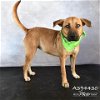 adoptable Dog in conroe, TX named ROWENA