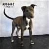 adoptable Dog in conroe, TX named CEDRIC