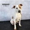 adoptable Dog in conroe, TX named VIKTOR