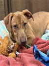 adoptable Dog in conroe, TX named RAINBOW DASH