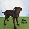 adoptable Dog in conroe, TX named FINN