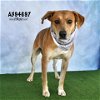 adoptable Dog in conroe, TX named BODHI