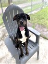 adoptable Dog in conroe, TX named CAL