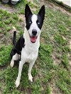 adoptable Dog in conroe, TX named PATRICK