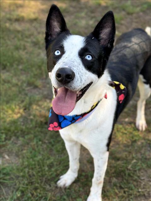 adoptable Dog in Conroe, TX named PATRICK