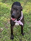 adoptable Dog in Conroe, TX named OLIVE