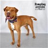 adoptable Dog in conroe, TX named DUMPLING
