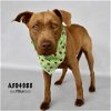 adoptable Dog in conroe, TX named DAISY MAY